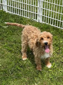 Goldendoodle puppies - Mini/medium