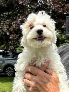 Goldendoodle puppies - Mini/medium - Photo 2