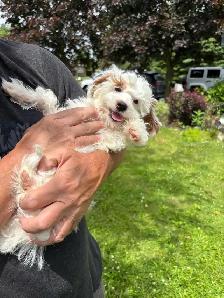 Goldendoodle puppies - Mini/medium - Photo 3