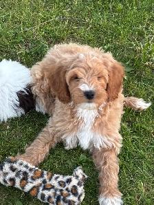 Goldendoodle puppies - Mini/medium - Photo 4