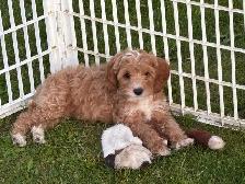 Goldendoodle puppies - Mini/medium - Photo 5