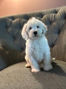 Goldendoodle puppies - Mini/medium - Photo 6