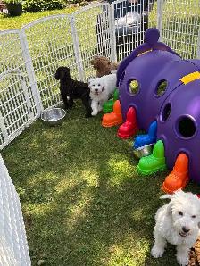 Goldendoodle puppies - Mini/medium - Photo 7