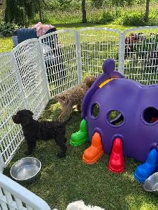 Goldendoodle puppies - Mini/medium - Photo 8