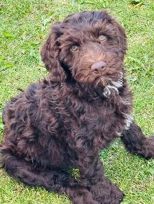 Goldendoodle puppies - Mini/medium - Photo 9