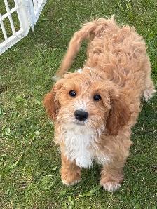 Goldendoodle puppies - Mini/medium - Photo 10
