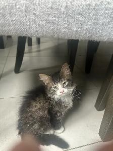 Minous mignons - Photo 2