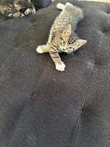 Minous mignons - Photo 3