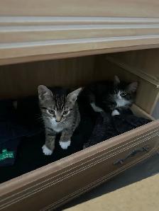 Minous mignons - Photo 8
