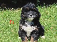 F1B Mini Bernadoodle puppies