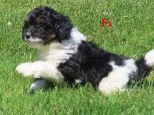 F1B Mini Bernadoodle puppies - Photo 2