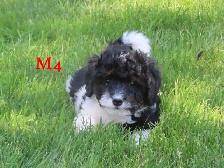 F1B Mini Bernadoodle puppies - Photo 5