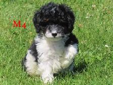 F1B Mini Bernadoodle puppies - Photo 6