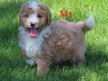F1B Mini Bernadoodle puppies - Photo 7