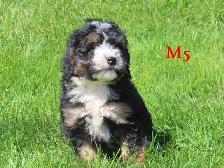 F1B Mini Bernadoodle puppies - Photo 10