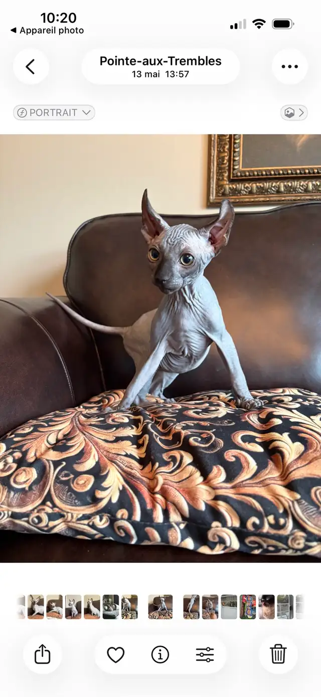 chatons sphynx Elf prêt à partir