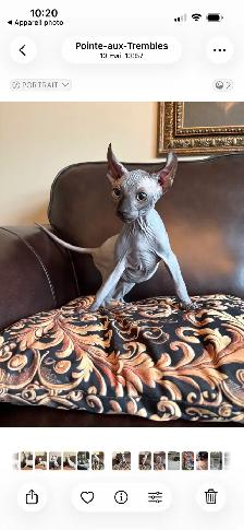 chatons sphynx Elf prêt à partir