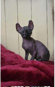 chatons sphynx Elf prêt à partir - Photo 2