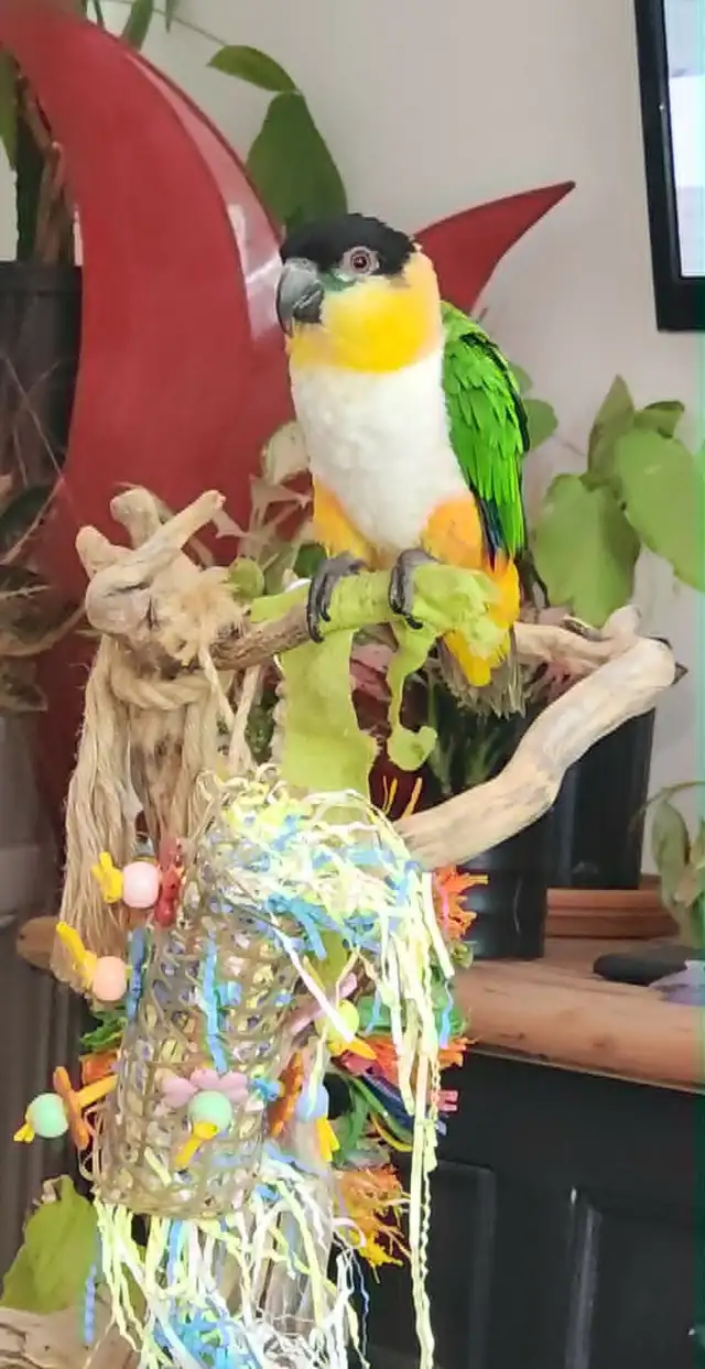 MAGNIFIQUES MÂLE CAIQUE À TÊTE NOIR APPRIVOISÉ PARLE ETC...