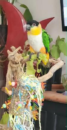 MAGNIFIQUES MÂLE CAIQUE À TÊTE NOIR APPRIVOISÉ PARLE ETC...