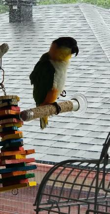 MAGNIFIQUES MÂLE CAIQUE À TÊTE NOIR APPRIVOISÉ PARLE ETC... - Photo 2