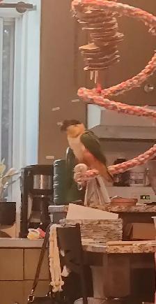 MAGNIFIQUES MÂLE CAIQUE À TÊTE NOIR APPRIVOISÉ PARLE ETC... - Photo 3