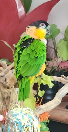 MAGNIFIQUES MÂLE CAIQUE À TÊTE NOIR APPRIVOISÉ PARLE ETC... - Photo 4
