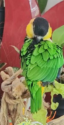 MAGNIFIQUES MÂLE CAIQUE À TÊTE NOIR APPRIVOISÉ PARLE ETC... - Photo 6