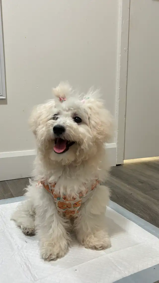 4-Month-Old Female Bichon Frisé