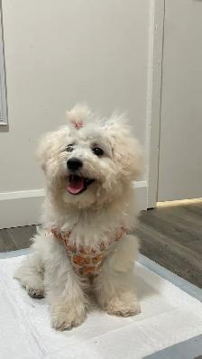 4-Month-Old Female Bichon Frisé
