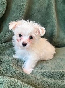 Maltese Male