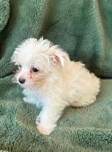 Maltese Male - Photo 2