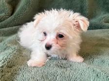 Maltese Male - Photo 3