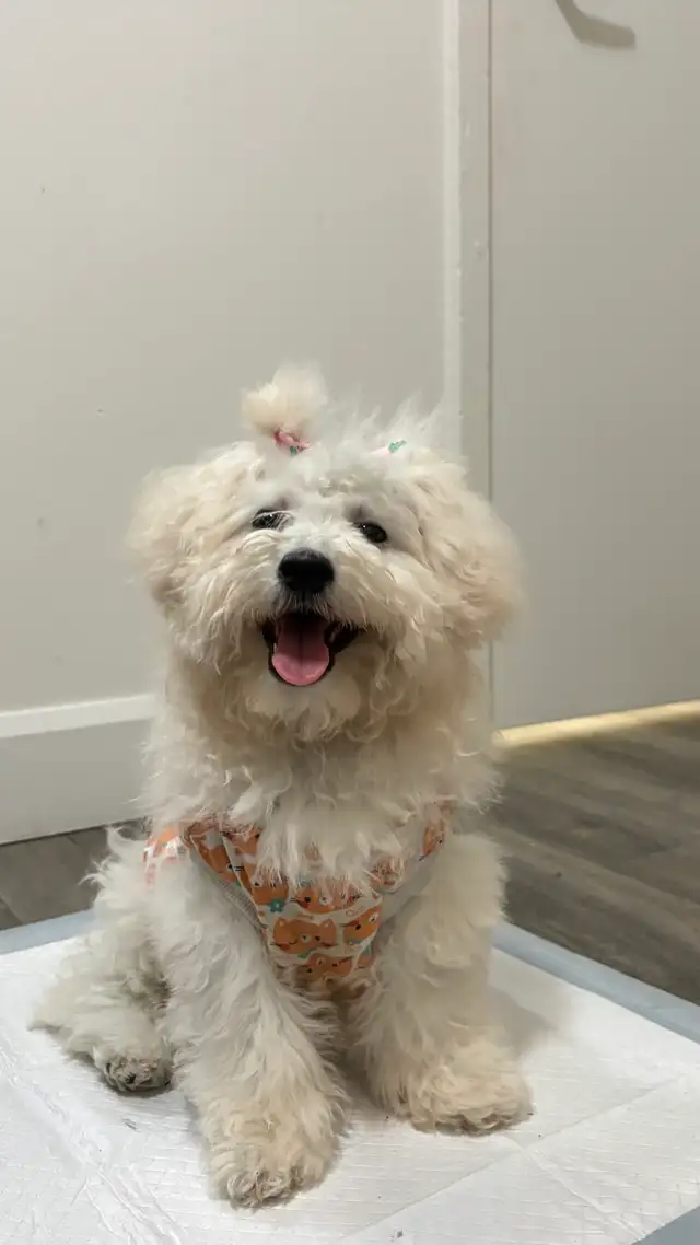 4-Month-Old Female Bichon Frisé
