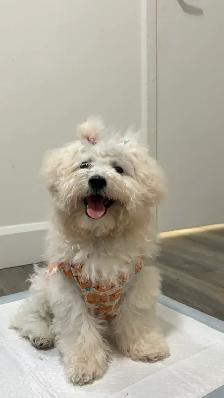 4-Month-Old Female Bichon Frisé