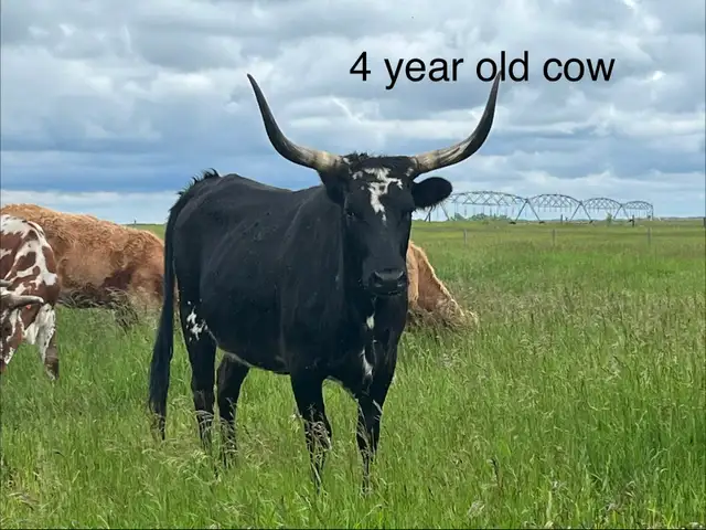 Longhorns