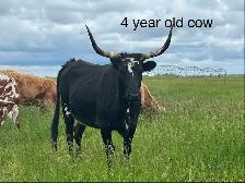 Longhorns