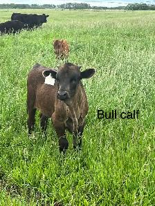 Longhorns - Photo 2