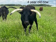Longhorns - Photo 3