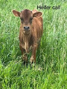 Longhorns - Photo 4
