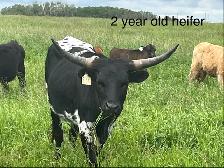 Longhorns - Photo 5
