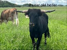 Longhorns - Photo 6