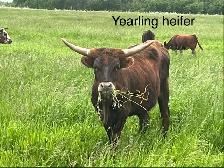 Longhorns - Photo 7