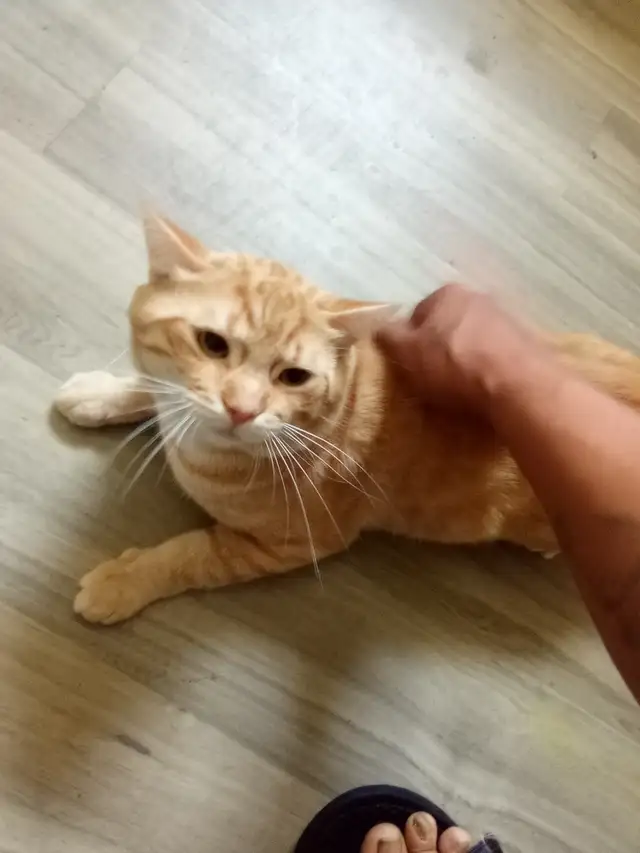 Orange 2 Year Old Free Male Cat