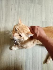 Orange 2 Year Old Free Male Cat - Photo 2