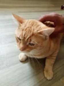 Orange 2 Year Old Free Male Cat - Photo 3