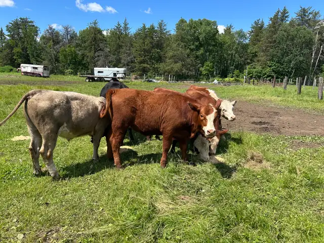 2 heifers