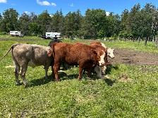 2 heifers