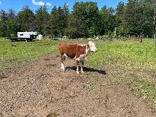 2 heifers - Photo 2