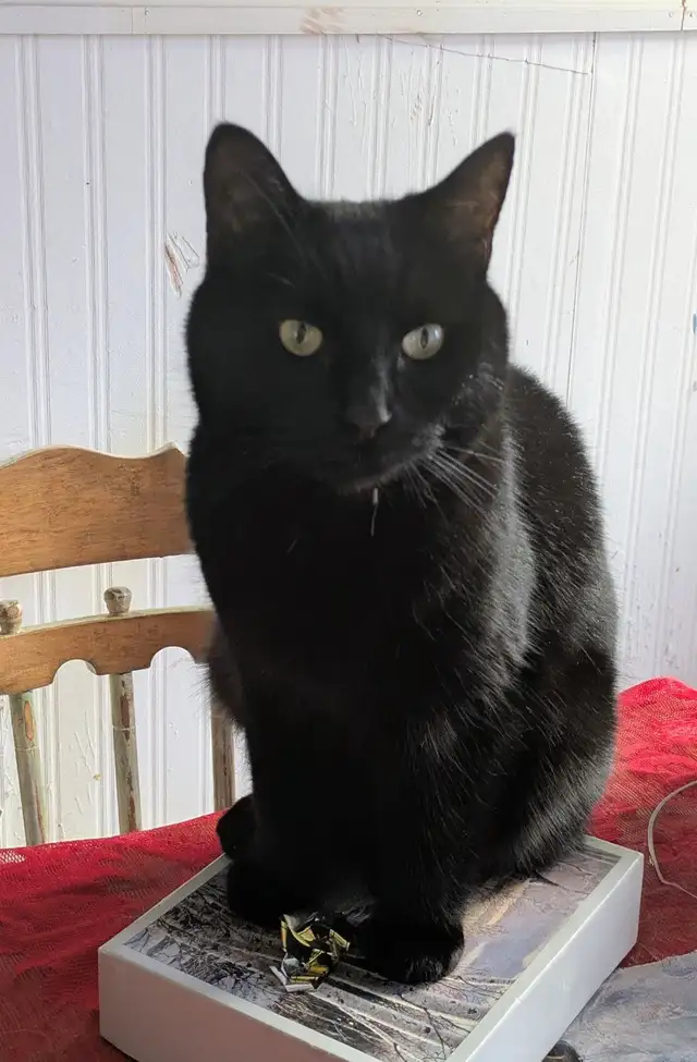 Missing Kitty